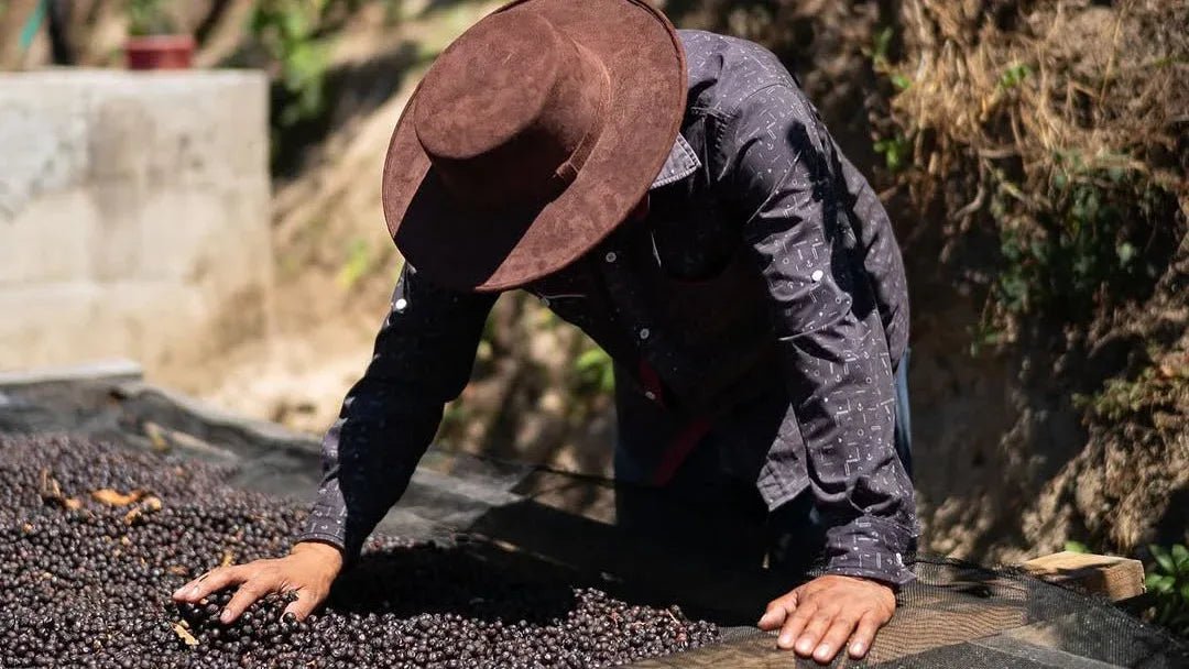 Kenya Castelgazzo – Single Origin Coffee Beans from El Salvador