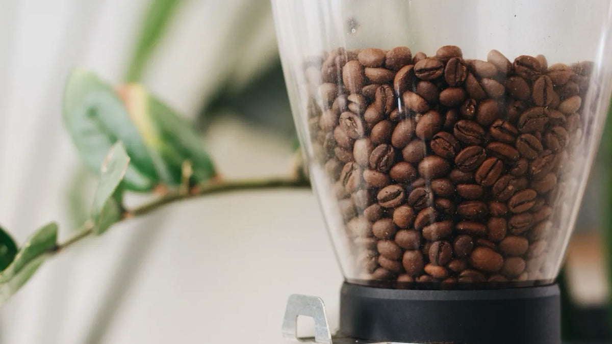 Hele koffiebonen in een heldere bonenhopper voor een koffiemolen, met wazige groene bladeren op de achtergrond.