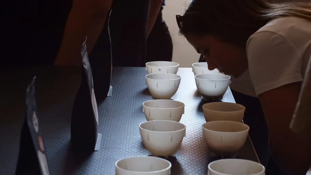 Proefster ruikt aan rijen witte cupping-kommen tijdens een professionele koffiecupping
