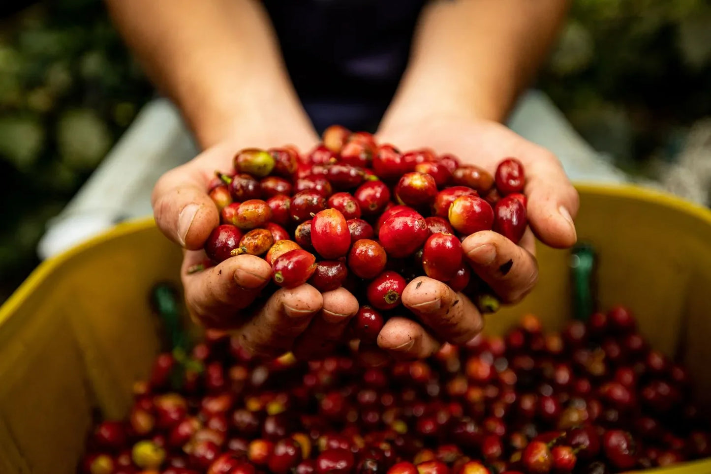 Fairtrade vs Direct Trade: What Actually Guarantees Farmers Get Paid Fairly?