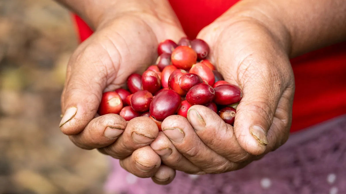Handen van een koffieboer vol rijpe, rode koffiekersen vlak na de oogst