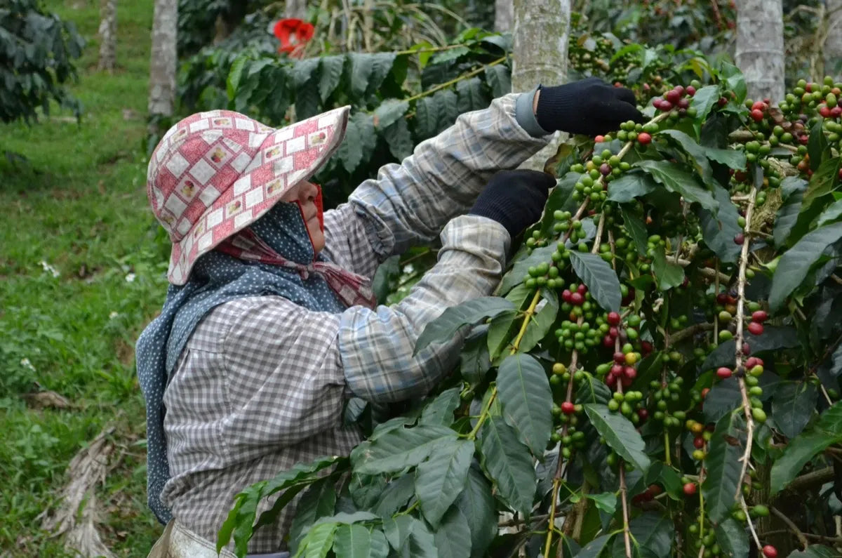 Farmer hand-picking coffee cherries at a mountain coffee plantation