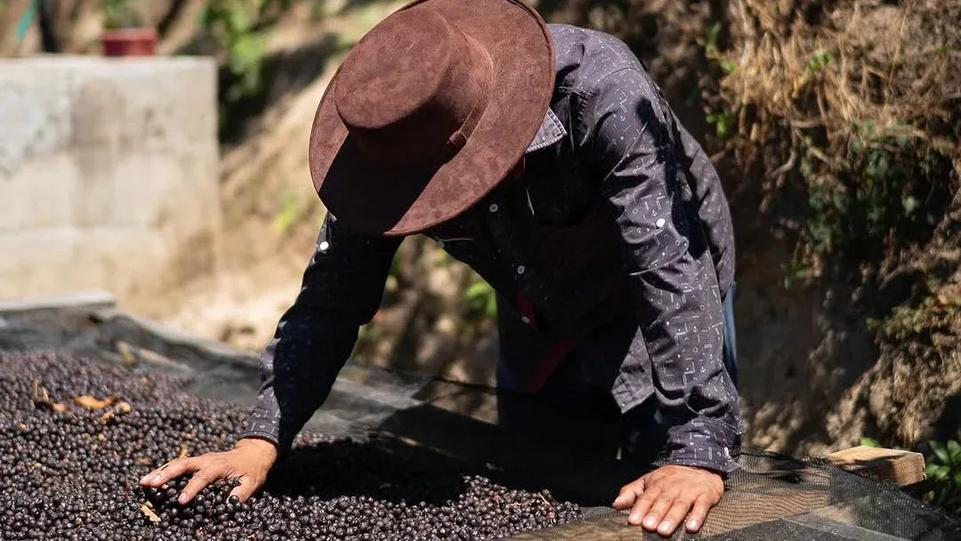 Pacamara Castelgazzo - Camino Coffee