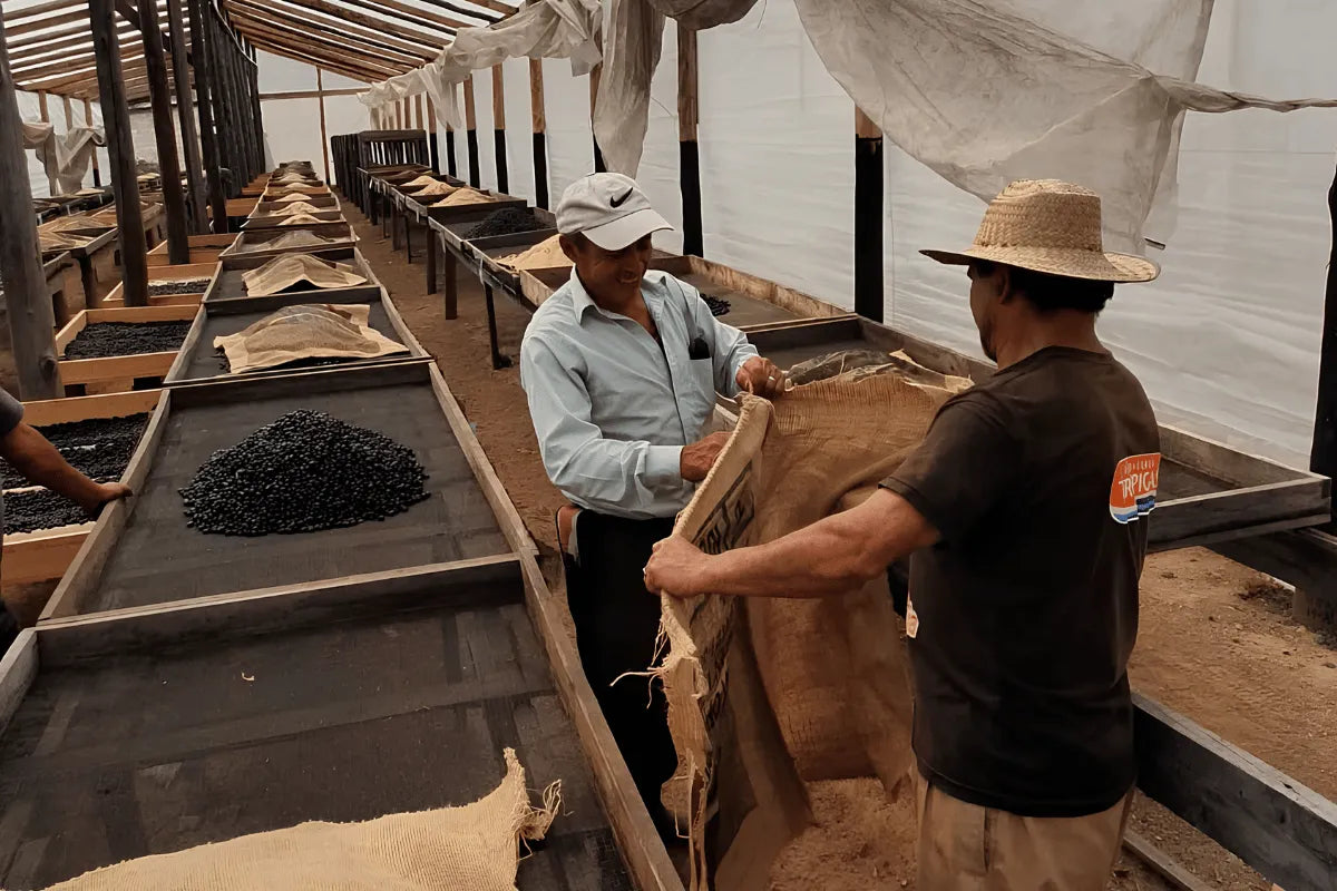 Two farmers turning coffee on raised drying beds in a greenhouse at the farm in El Salvador