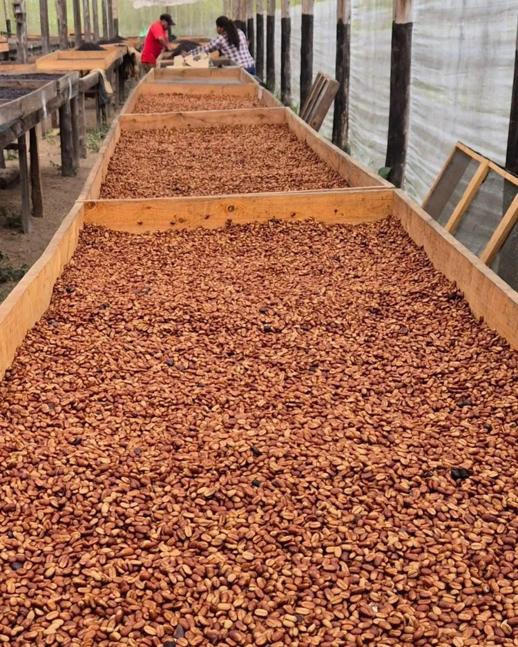 Java El Concaste - Camino Coffee
