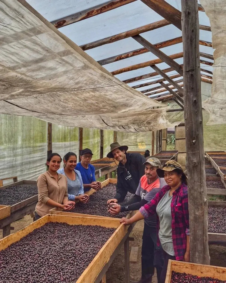 Producers hand-sorting coffee cherries on raised drying beds, El Concaste El Salvador