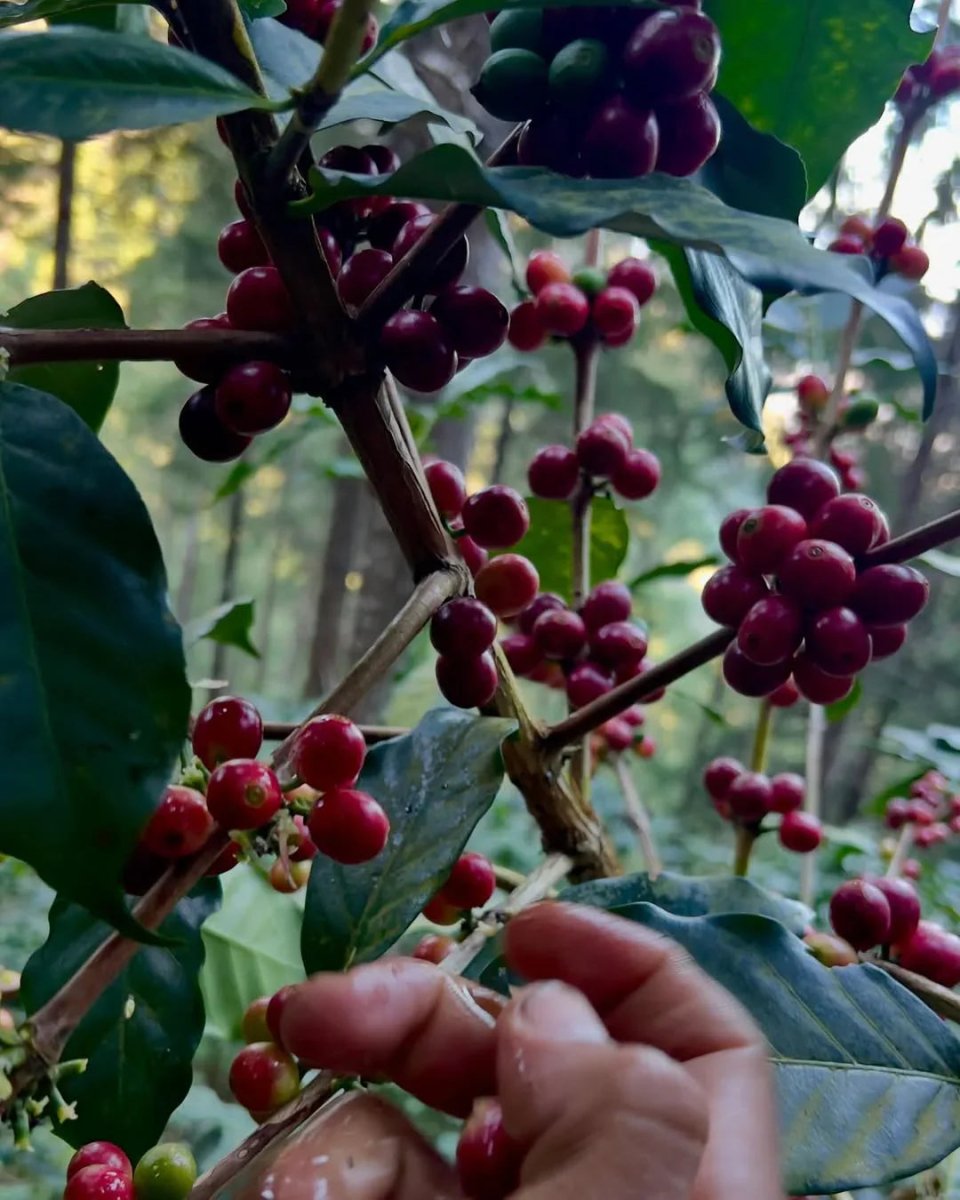 Kenya Castelgazzo – Single Origin Coffee Beans from El Salvador
