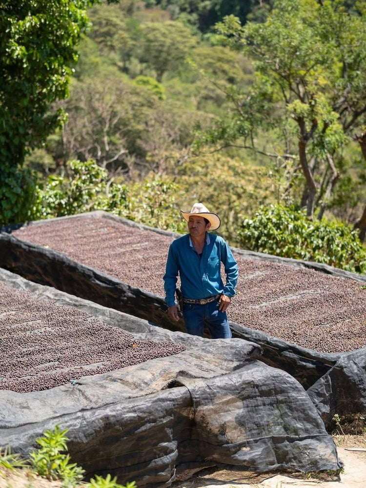Kenya Castelgazzo - Camino Coffee