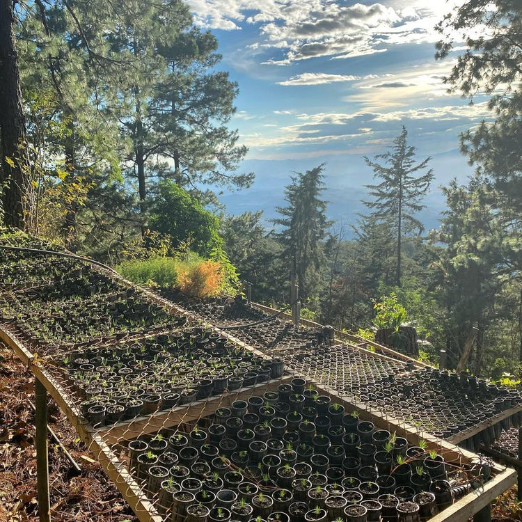 Kenya Castelgazzo - Camino Coffee