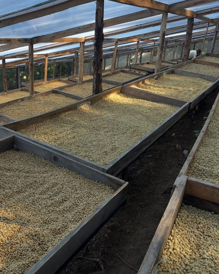 Kenya Castelgazzo - Camino Coffee
