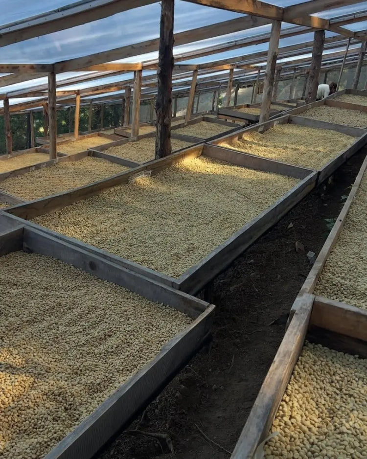 Washed coffee parchment drying on raised beds in a greenhouse at Finca Castelgazzo, El Salvador