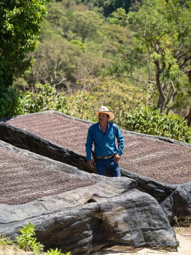 Coffee farmer beside raised drying beds of cherries at Finca Castelgazzo in El Limo, El Salvador