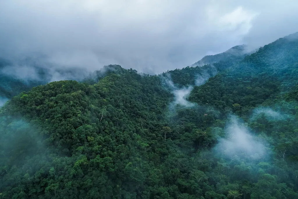 Coffee seedling nursery overlooking the forested mountains of Montecristo National Park, El Salvador